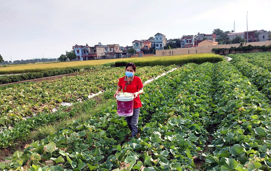 Yên Dũng: Chung tay giúp nông dân tiêu thụ nông sản mùa dịch