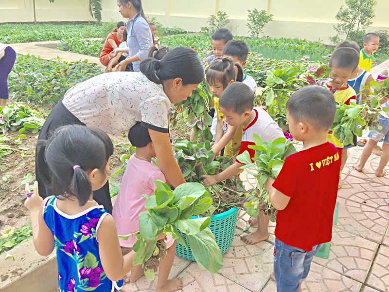 Mô hình vườn rau sạch cho bé tại Trường Mầm non Bích Sơn, Việt Yên